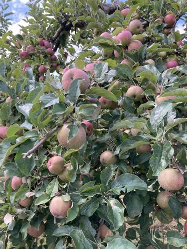 berkshire apple|Iba pa.